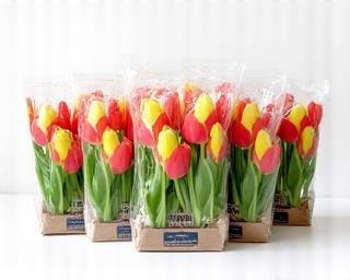 Verpakt tulpenbollenpakket